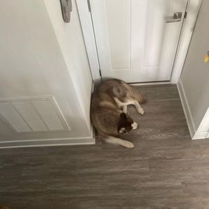 Meet your Posher, Justin